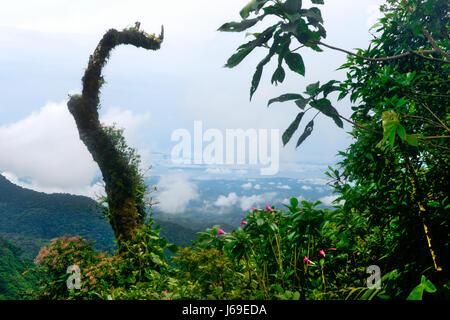 Una cima in cloudforest al Parco Nazionale di Monteverde in Costa Rica. Foto Stock