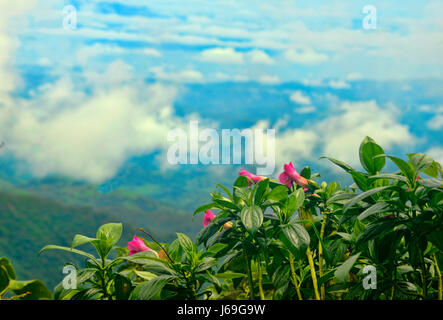 Fiori su una cima in cloudforest al Parco Nazionale di Monteverde in Costa Rica. Foto Stock