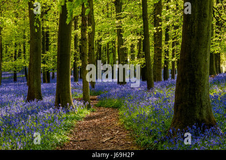 La molla Bluebells nel bosco di faggio Ashridge Estate Inghilterra, UK, Regno Unito, Foto Stock