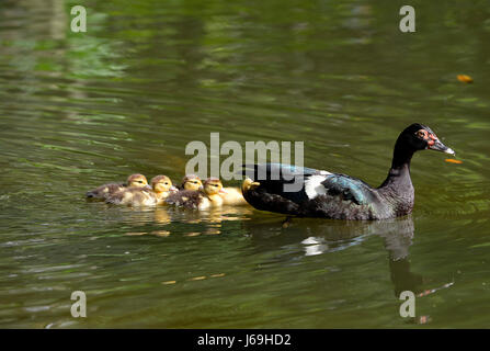 Una madre anatra muta (Cairina moschata) nuota in uno stagno con i suoi pulcini in La Fortuna, Costa Rica. Foto Stock