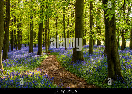 La molla Bluebells nel bosco di faggio Ashridge Estate Inghilterra, UK, Regno Unito, Foto Stock