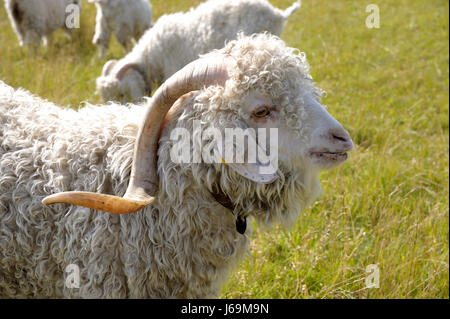 La lana di animali da allevamento in Danimarca pet latte lana turchia cornette animale da azienda willow Foto Stock