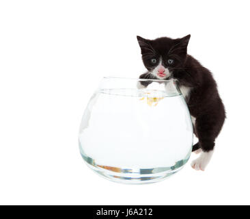 Pet goldfish pesci gatto baby kitten pussycat cat gatto domestico curioso bere Foto Stock