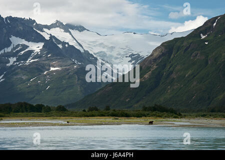 Alaskan Orso Bruno Ursus arctos alascensis, Katmai, Alaska Foto Stock