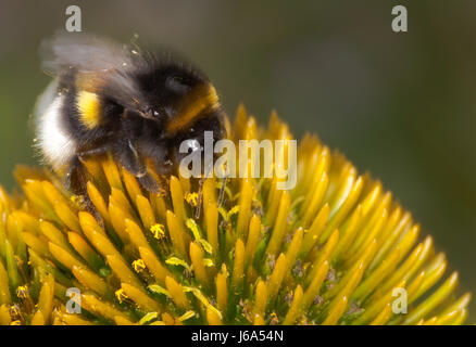 Hummel con cappello Foto Stock