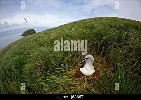 A testa grigia (albatross Thalassarche chrysostoma), su Diego Ramirez Island, Cile, Tierra de Fuego Foto Stock