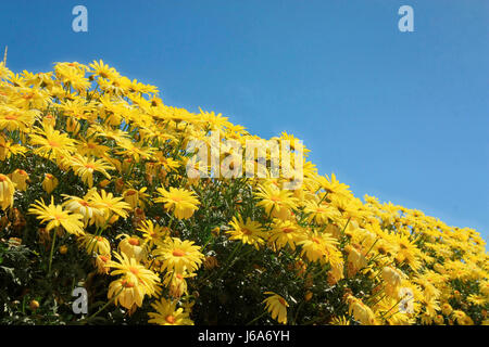 Un sacco di margherite giallo contro un cielo blu Foto Stock