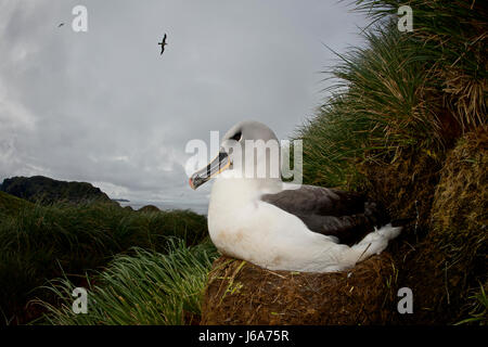 A testa grigia (albatross Thalassarche chrysostoma), su Diego Ramirez Island, Cile, Tierra de Fuego Foto Stock