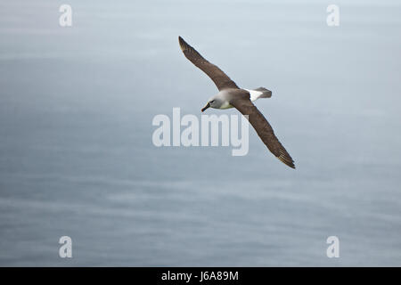 A testa grigia (albatross Thalassarche chrysostoma), su Diego Ramirez Island, Cile, Tierra de Fuego Foto Stock