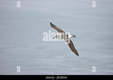 A testa grigia (albatross Thalassarche chrysostoma), su Diego Ramirez Island, Cile, Tierra de Fuego Foto Stock