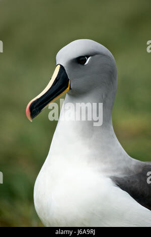 A testa grigia (albatross Thalassarche chrysostoma), su Diego Ramirez Island, Cile, Tierra de Fuego Foto Stock