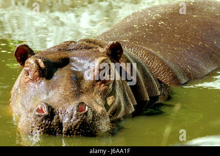 Immagine di un grande mammifero di un animale selvatico, ippopotami in acqua Foto Stock