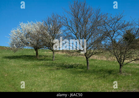 Blue Tree bloom blossom fiorire fiorente vuoto caucasici europei Foto Stock