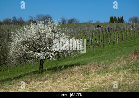 Tree bloom blossom fiorire agricoltura fiorente cultura contadina paesaggio Foto Stock