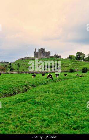 La Rocca di Cashel sollevandosi al di sopra della campagna irlandese e del bestiame in Cashel, nella contea di Tipperary, Irlanda. Foto Stock