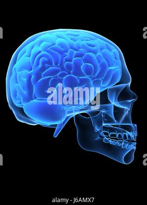 Medicalmente la scienza medica umana essendo umano scheletro cranio cervello anatomia head Foto Stock