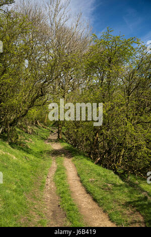 Regno Unito, Inghilterra, Cheshire, Rainow, sentiero attraverso gli alberi fino Kerridge Hill, in primavera Foto Stock