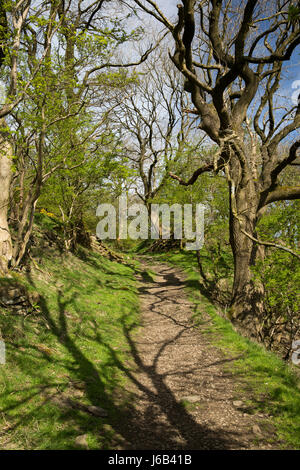 Regno Unito, Inghilterra, Cheshire, Rainow, sentiero attraverso gli alberi fino Kerridge Hill, in primavera Foto Stock