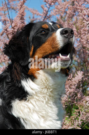 Cucciolo di cane giovane giovane montagna grande grande enorme extreme potente imponente Foto Stock