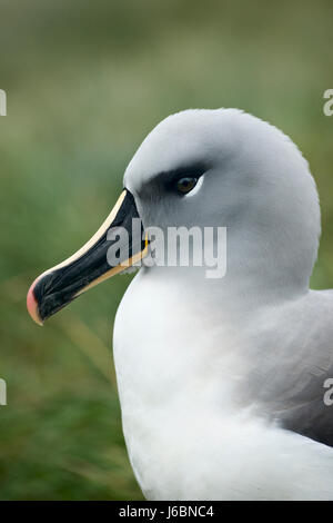 A testa grigia (albatross Thalassarche chrysostoma), su Diego Ramirez Island, Cile, Tierra de Fuego Foto Stock