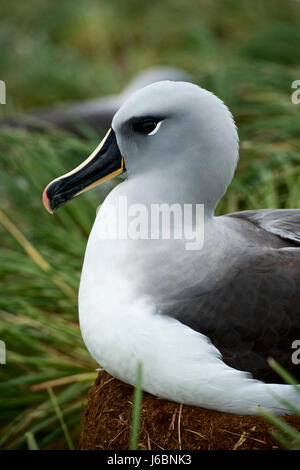 A testa grigia (albatross Thalassarche chrysostoma), su Diego Ramirez Island, Cile, Tierra de Fuego Foto Stock