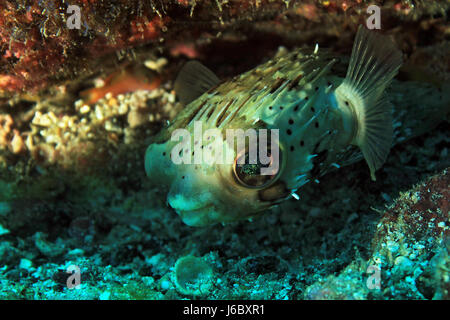 Long-Spine Porcupinefish (Diodon Holacanthus - aka Longspined Porcupinefish, Freckled Porcupinefish). Coiba, Panama Foto Stock