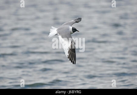 Sabine Gull - Larus sabini Foto Stock