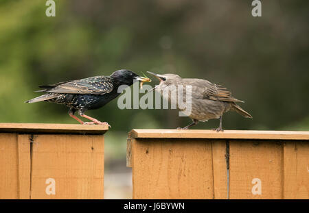 Starling - Sturnus vulgaris - adulto uccellino di alimentazione Foto Stock