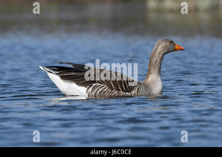 Oca Graylag - Anser anser Foto Stock