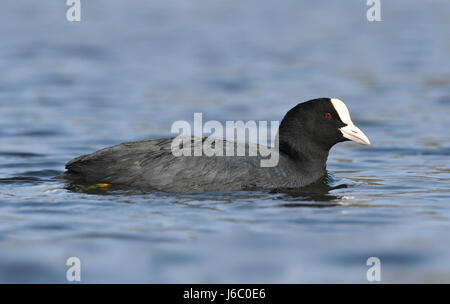 La folaga - fulica atra Foto Stock