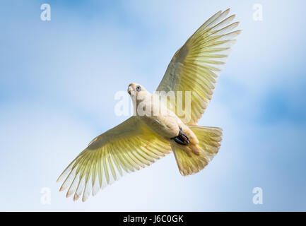 Goffin Cacatua in volo su Byron Bay Foto Stock