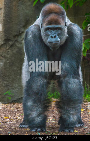 Gorilla al Taronga Zoo, Sydney, Australia. Foto Stock