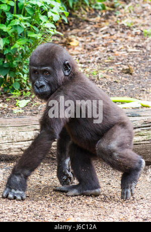 Baby Gorilla al Taronga Zoo, Sydney, Australia. Foto Stock