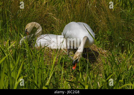 Cigno seduta sul nido a Slimbridge Foto Stock