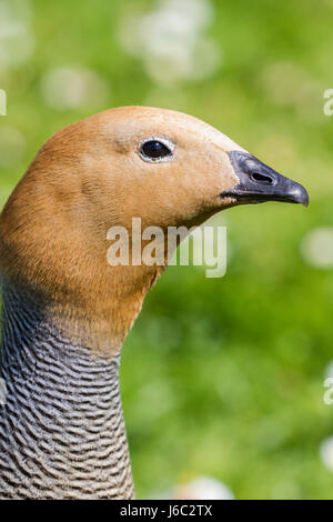 Oca Ruddy-Headed a Slimbridge Foto Stock