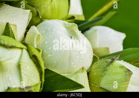 Chiang Rai, Thailandia : Dicembre 29, 2016. Offerte floreali Festival 1a volta del tradizionale rendendo merito cerimonia. Fiore per rendere merito. Foto Stock