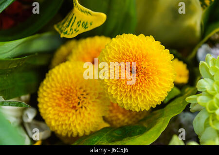 Chiang Rai, Thailandia : Dicembre 29, 2016. Offerte floreali Festival 1a volta del tradizionale rendendo merito cerimonia. Fiore per rendere merito. Foto Stock