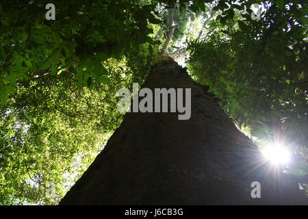 Un albero selvatico formando un grande baldacchino in un fitto bosco di i Ghati Occidentali e la luce del sole fa capolino attraverso la struttura ad albero da una estremità - a Koodlu theertha Foto Stock