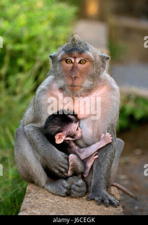 Macaco con un bambino. Indonesia. L'isola di Bali. Foto Stock