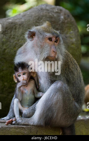 Macaco con un bambino. Indonesia. L'isola di Bali. Foto Stock