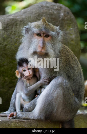 Macaco con un bambino. Indonesia. L'isola di Bali. Foto Stock