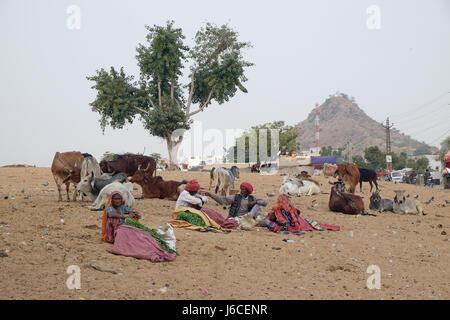 Gente che vende gambi di erba per i passanti indù per loro al mangime per le mucche che sono venerati dalla loro religione in Pushkar Foto Stock