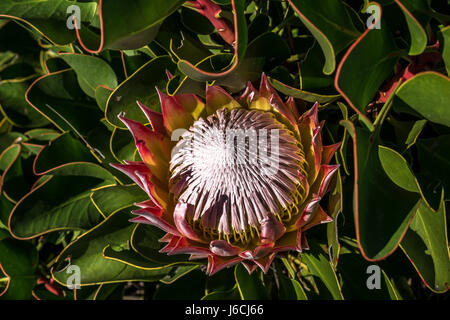 Primo piano del fiore nazionale del Sud Africa, Protea gigante, Protea repens, on Table Mountain, Città del Capo Foto Stock