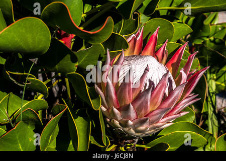 Primo piano del fiore nazionale del Sud Africa, Protea gigante, Protea repens, on Table Mountain, Città del Capo Foto Stock