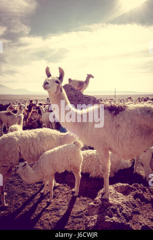 I LAMA Lama allevamento in Eduardo Avaroa National Park, Bolivia Foto Stock