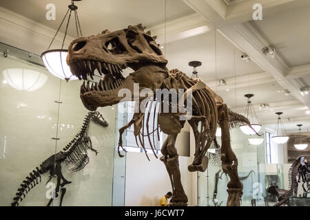 Scheletro di dinosauro armatura t rex ossa carnivoro enormi denti Foto Stock