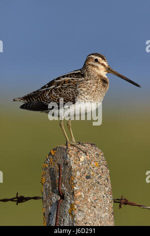 Beccaccino, Gallinago gallinago appollaiato su un palo da recinzione, solitamente questa sorta di alta Vantage è un orologio territoriale punto vicino al nido. Foto Stock