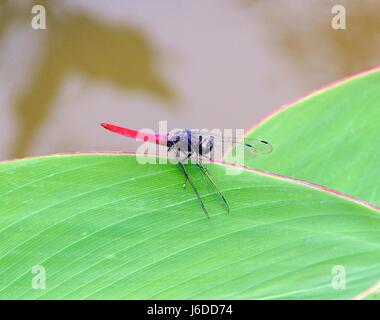 Dragon Fly close up su una foglia Foto Stock