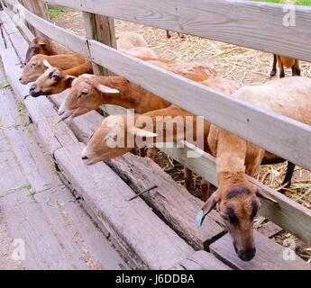 Camerun pecore closeup in Taiwan Foto Stock