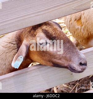 Camerun pecore closeup in Taiwan Foto Stock